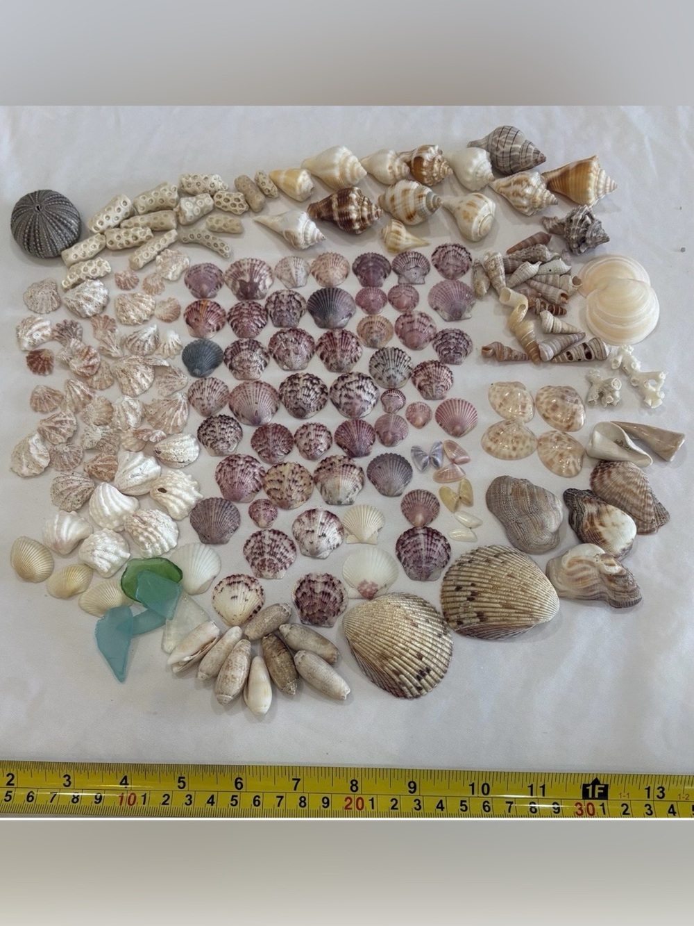 165 MIX SEASHELLS SHELLS SMALLER SIZE SANIBEL, FLORIDA CRAFT /COLLECTER LOT - Picture 3 of 6
